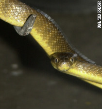 Deadly mice to rain down on Guam snakes - CNN.com