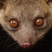 Olinguito the newest rare mammal species discovery - CNN.com