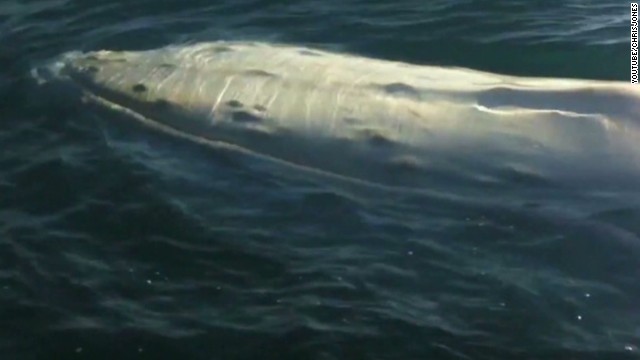 Rare albino whale 'parades' off Australian coast - CNN.com