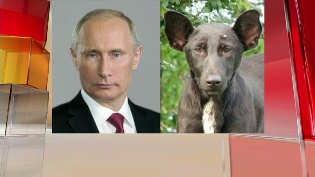 This dog looks like ... - CNN Video