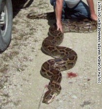 18-foot python found in Florida - CNN.com