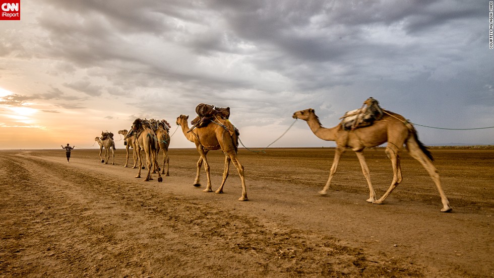 A salt worker and his camels cross the Danakil Depression in Northern Ethiopia. The landscape is one of harshest on earth, with wastelands of salt and sweltering temperatures that remain well over 100 degrees Fahrenheit. 