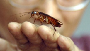 The cockroach is one of the hardiest creatures on the planet; it can live for a month without food.