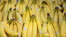 Why bananas as we know them might go extinct (again)