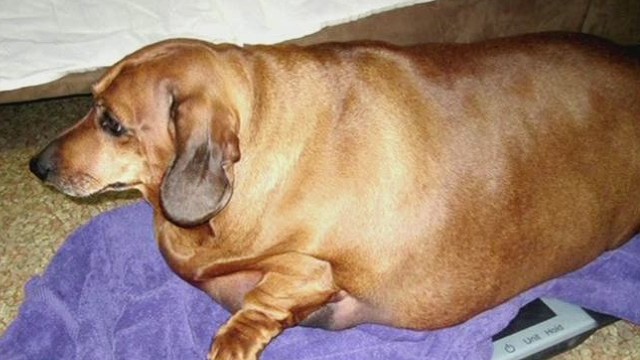 See weiner dog's dramatic weight loss - CNN Video