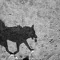 Shadow photos of dogs reveal their 'primal nature' - CNN.com