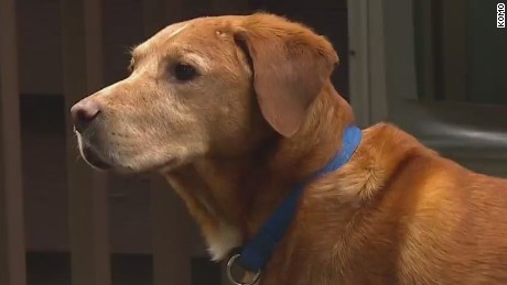 Woman may lose house over barking dog - CNN Video