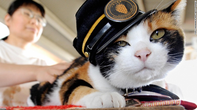 جنازة قطة يابانية شغلت منصب رئيسة لثماني سنوات