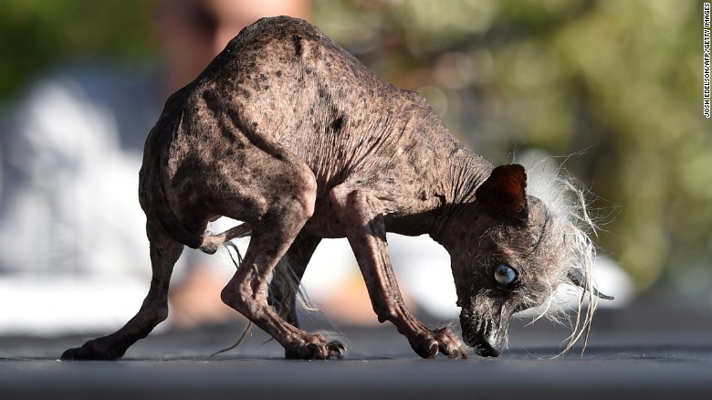 150627125001-03-ugliest-dog-0627-exlarge-169.jpg
