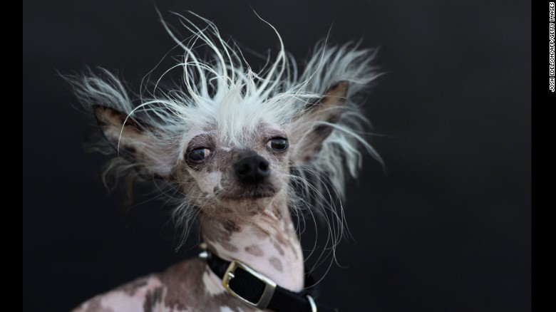 150627125003-04-ugliest-dog-0627-exlarge-169.jpg