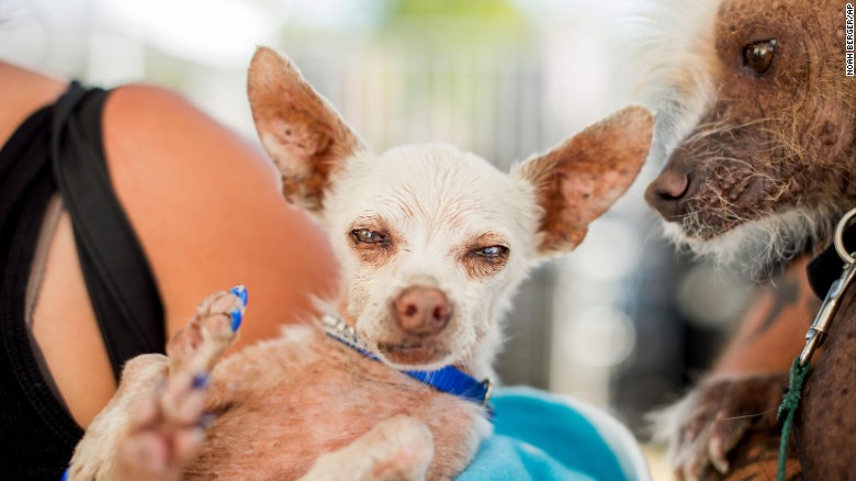 150627125004-05-ugliest-dog-0627-exlarge-169.jpg