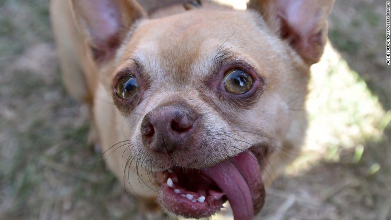 150627125006-06-ugliest-dog-0627-exlarge-169.jpg