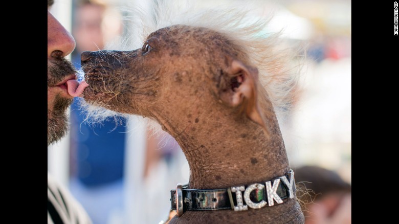 150627125007-07-ugliest-dog-0627-exlarge-169.jpg