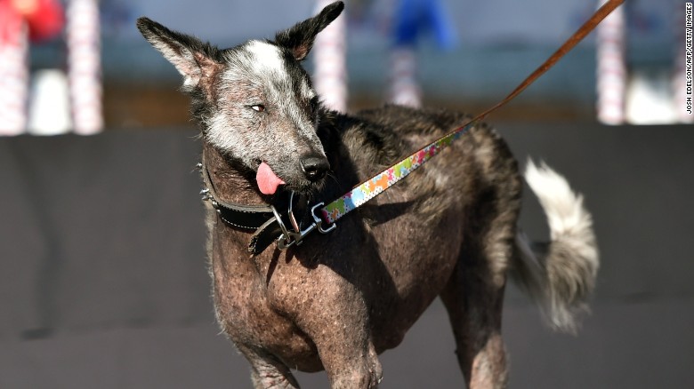150627125008-08-ugliest-dog-0627-exlarge-169.jpg