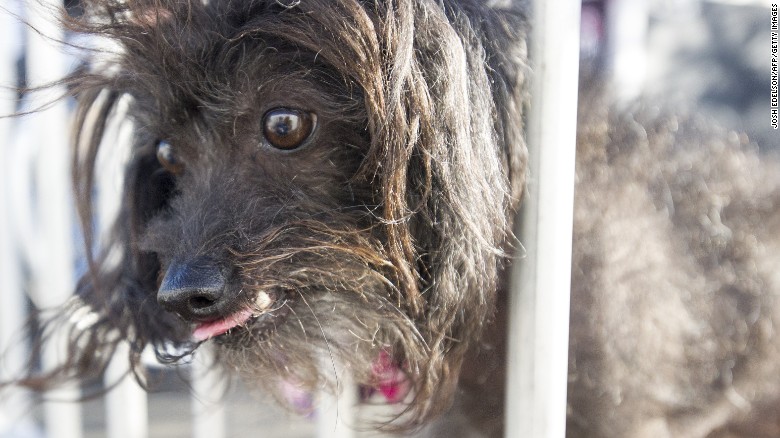 150627125010-09-ugliest-dog-0627-exlarge-169.jpg