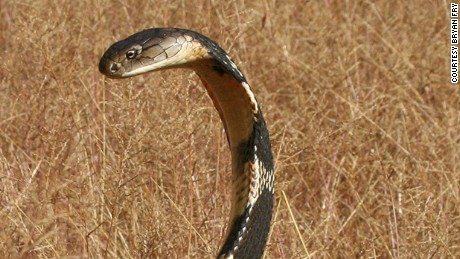 King cobra escapes from owner in Orlando, Florida - CNN.com