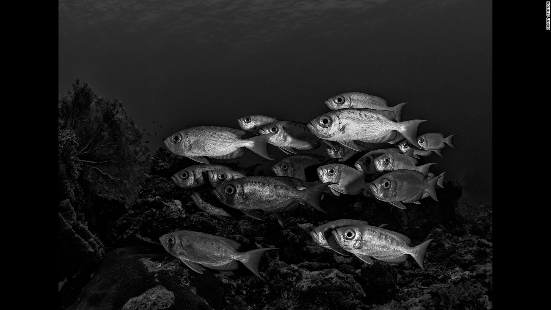 Finding personality under the sea - CNN.com