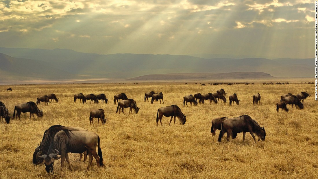 Sometimes called &quot;Africa&#39;s Garden of Eden,&quot; the Ngorongoro Crater is a 12-mile-wide ecosystem within an ecosystem that was created by a massive collapse of land following a volcanic eruption. Labeled one of the seven natural wonders of Africa, the crater sits at 5,900 feet above sea level and evidence suggests hominids have lived in the wider conservation area for over 3 million years. Near Arusha in the north of Tanzania, it is one of the world&#39;s most unchanged wildlife sanctuaries. 