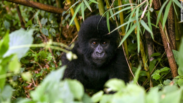 Virunga National Park's gorillas are the park's most prized residents and its most convincing argument for tourists to venture to the Democratic Republic of the Congo, across the border from Rwanda. But park officials admit tourism alone will never be enough to save Virunga.