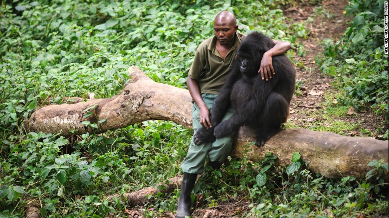 Patrick Karabaranga, a warden at the Virunga National Park, sits with an orphaned mountain gorilla.