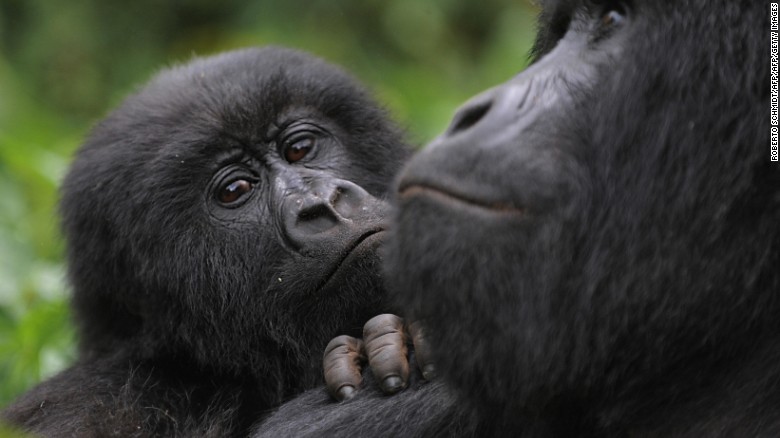 A juvenile gorilla leans on the shoulder of an adult male in the Virunga National Park.