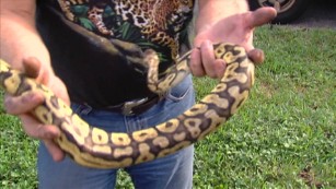 Python found hiding under hood of SUV