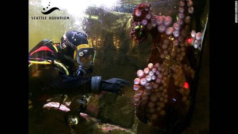 Kong the octopus weighs 70 pounds. 