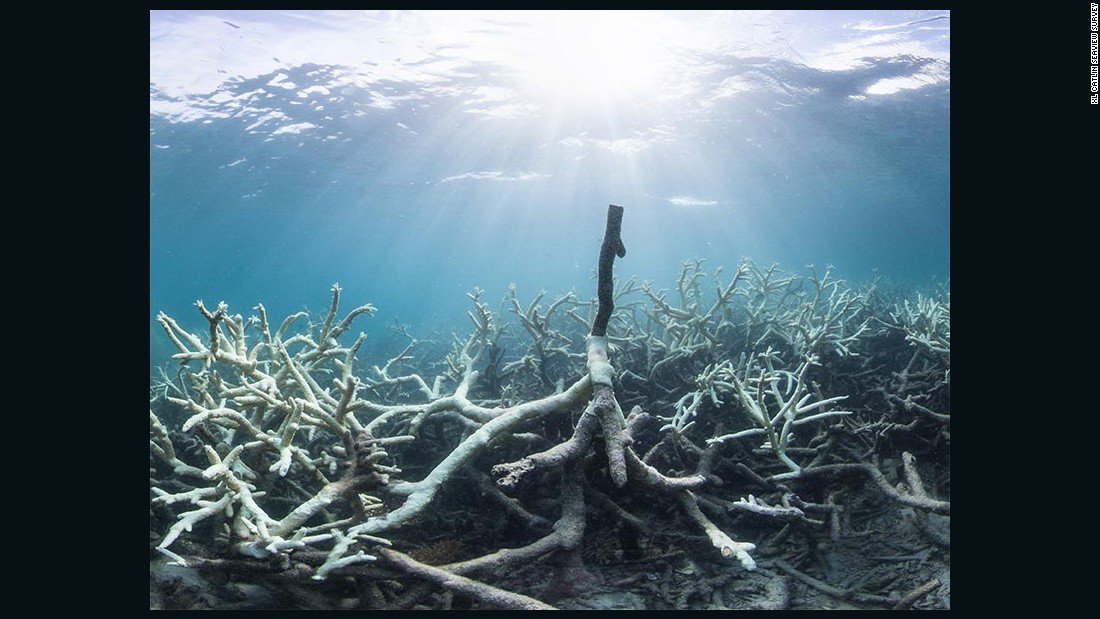 Coral bleaching affects over 90% of Great Barrier Reef - CNN.com