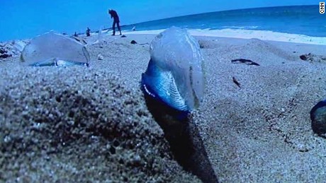 Thousands of jellyfish invade South Florida beach - CNN.com