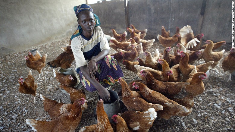 A woman feeding chicken in Nigeria. Bill Gates has donated 100,000 chickens in Sub-Saharan Africa, in hopes of helping reduce poverty.