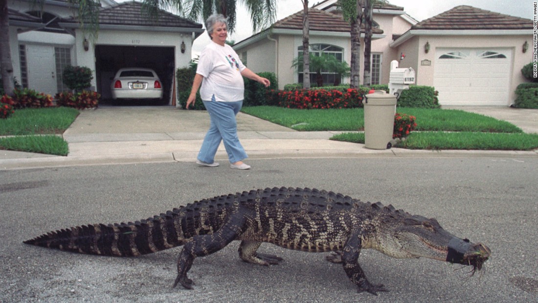 Florida alligators: Rarely killers, central to state's identity - CNN.com