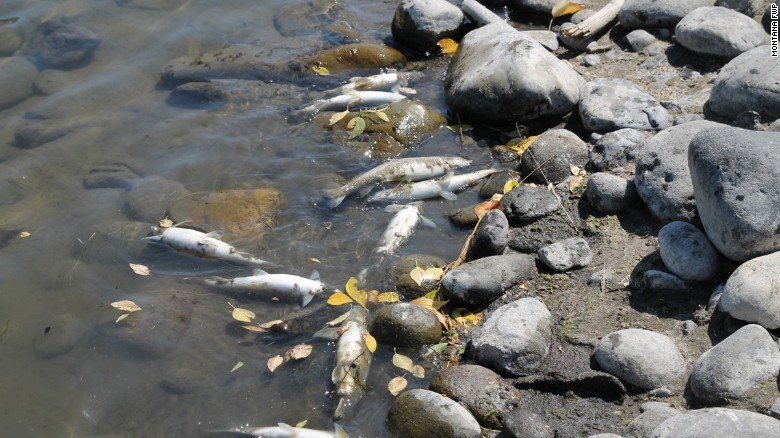 In recent days, officials have documented over 2,000 dead Mountain Whitefish on some stretches of the Yellowstone