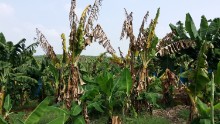 Cavendish banana trees in China infected with the new fungal disease TR4. 