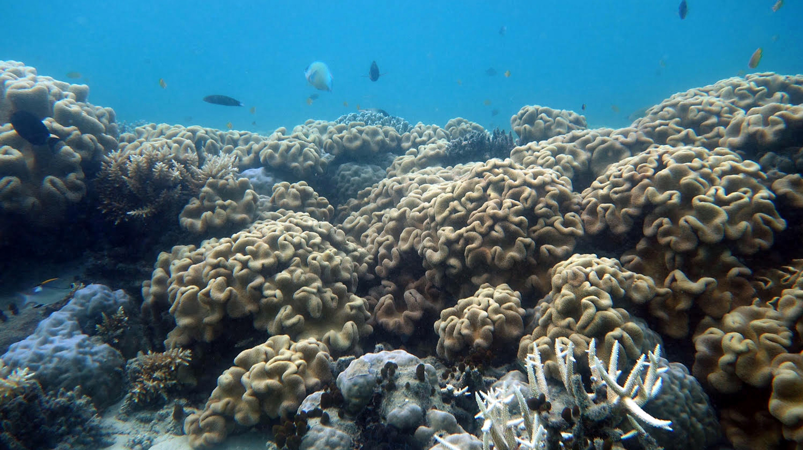 Scientists 'shocked' after second coral bleaching at Great Barrier Reef ...