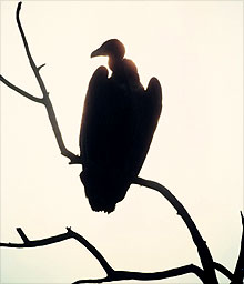 vulture.ce.03.jpg