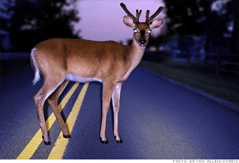 deer_headlights.co.top.jpg