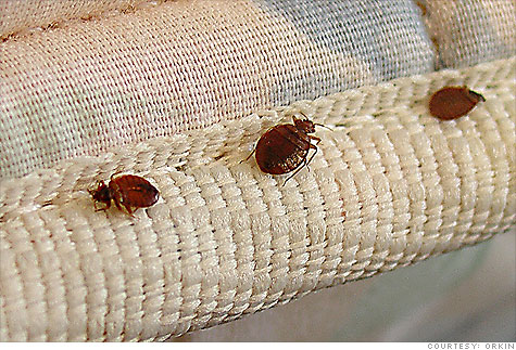 bedbugs_orkin.top.jpg