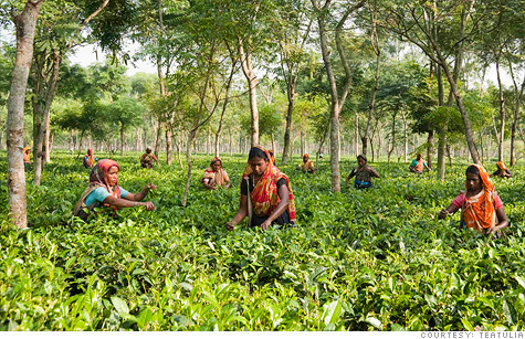 Women pick tea leaves in this Bangladesh garden where Teatulia buys its tea.