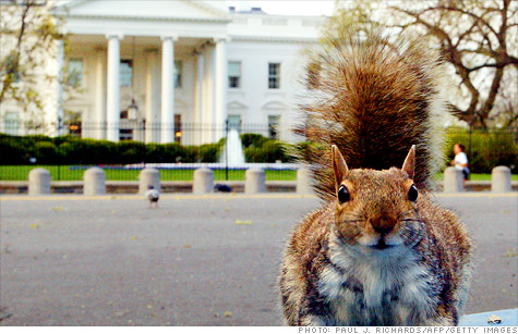 Squirrels bring Senate to a halt