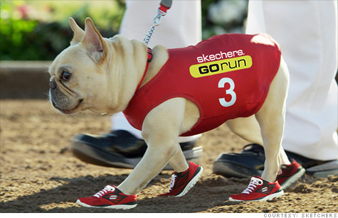 Mr. Quiggly the French bulldog will co-star with Mark Cuban in Skechers' upcoming Super Bowl ad.