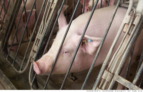 McDonald's said it will phase out pig farmers who use sow gestation stalls, which the Humane Society of the U.S. likens to 