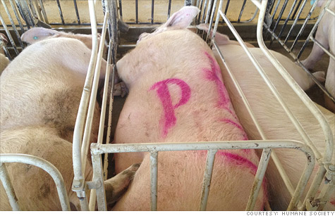 Safeway became the latest company to say it will purge the use of sow gestation stalls from its food supply chain.
