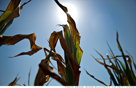 corn-crop-forecast.gi.top.jpg