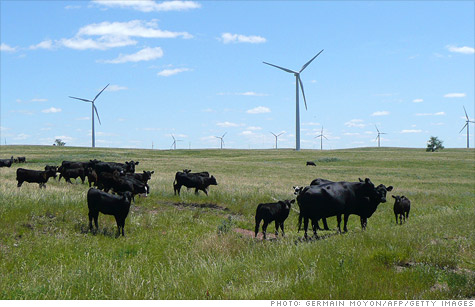 Cows graze in the shadow of the Wilton Wind Energy Center near Wilton, North Dakota.