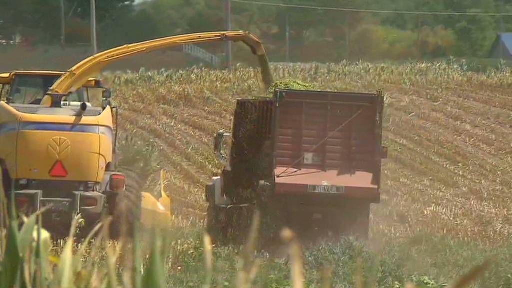 Drought destroys Iowa corn crops