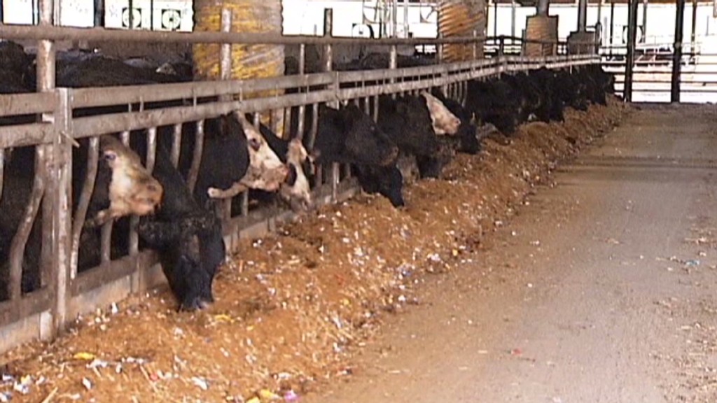 Las vacas de Kentucky comen dulces