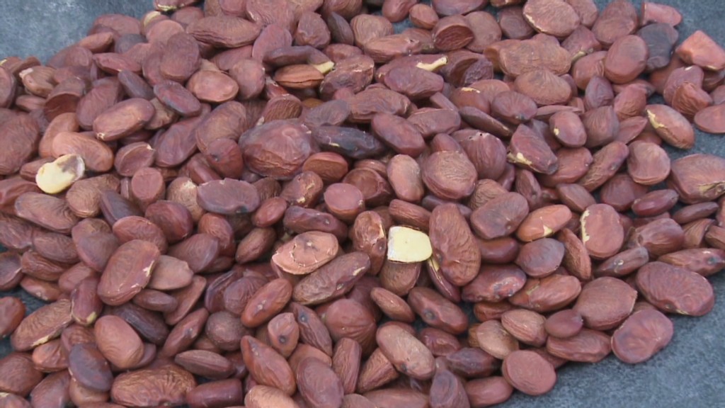 Startup: Nuts to biofuel