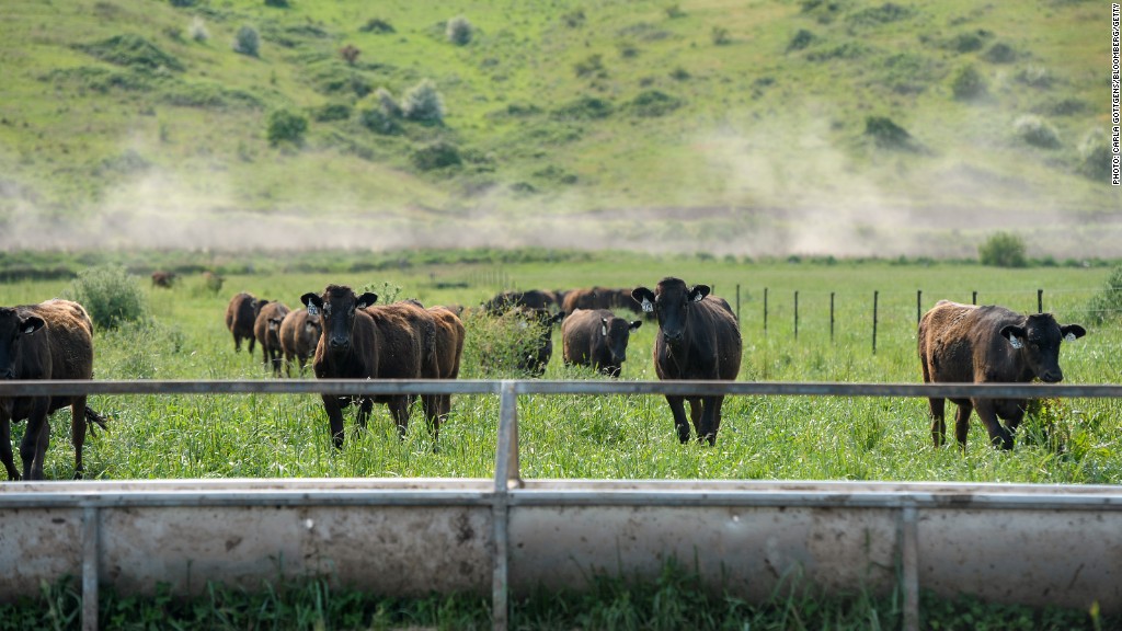 cattle farm