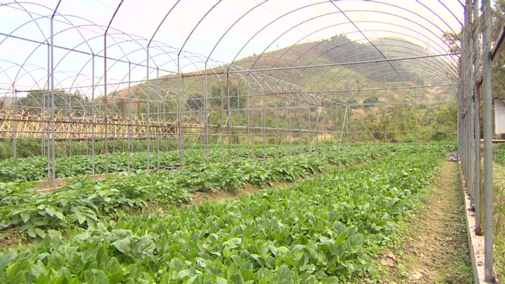 Hong Kong's growing appetite for organic