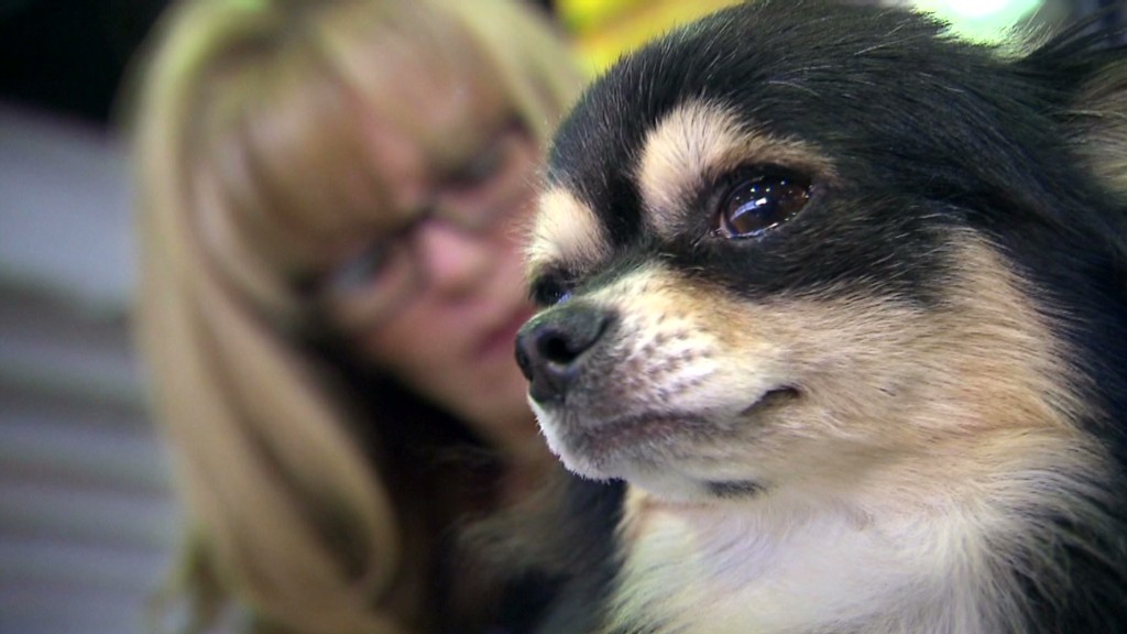 Dogs rack up big bills for 'best in show'